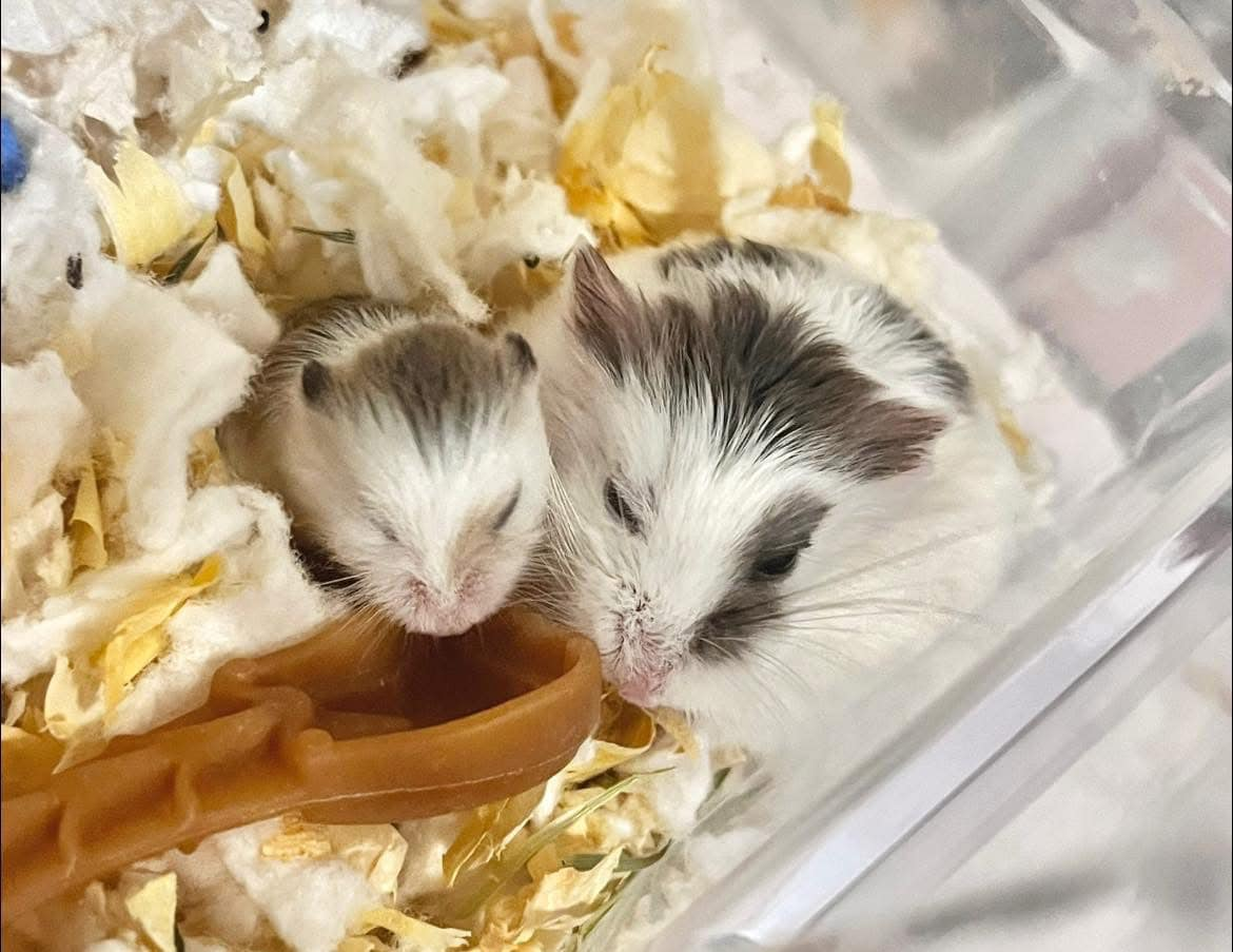 Breeding Roborovski 101 -Dwarf Hamster Breeding Guide – Milkbun ...